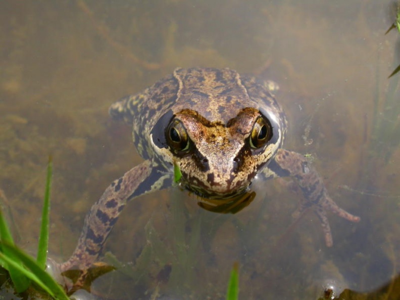 frog (Rana temporaria) Kenneth Noble - 1174.jpg 1174.jpg