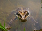 frog (Rana temporaria) Kenneth Noble