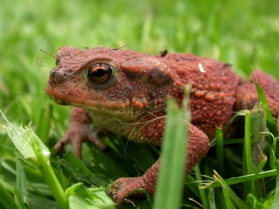 Red toad (Bufo bufo) Kenneth Noble
