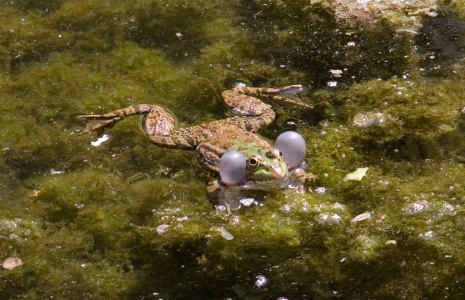 Marsh Frog (Rana ridibunda) Mark Elvin