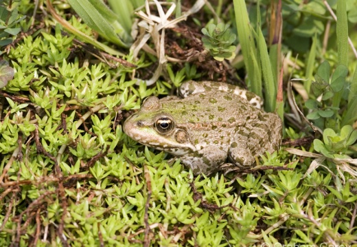 Marsh Frog (Rana ridibunda) Graham Carey
