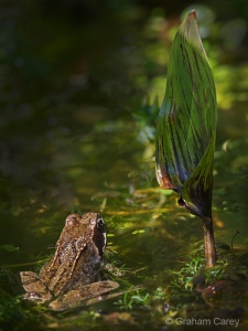 Common Frog (Rana temporaria) Graham Carey
