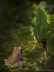 Common Frog (Rana temporaria) Graham Carey
