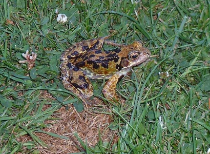 common frog (Rana temporaria) Kenneth Noble