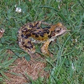 common frog (Rana temporaria) Kenneth Noble