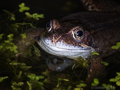 Common Frog (Rana temporaria) Graham Carey