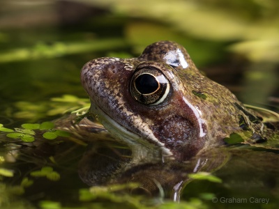 Common Frog (Rana temporaria) Graham Carey