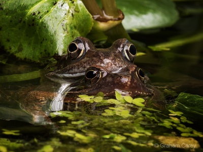 Common Frog (Rana temporaria) Graham Carey