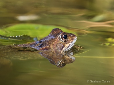 Common Frog (Rana temporaria) Graham Carey