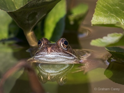 Common Frog (Rana temporaria) Graham Carey