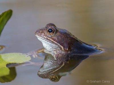 Common Frog (Rana temporaria) Graham Carey