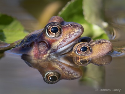 Common Frog (Rana temporaria) Graham Carey