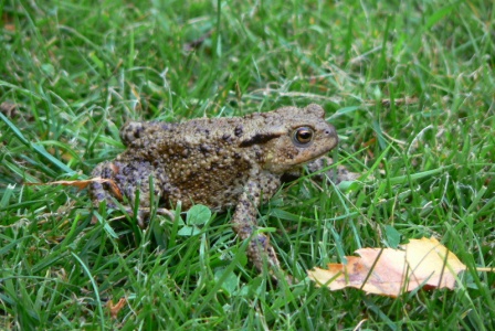 Common Toad (Bufo vulgaris) Alan Prowse