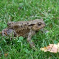 Common Toad (Bufo vulgaris) Alan Prowse