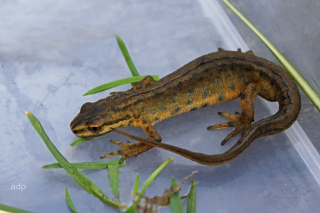Smooth Newt (Triturus vulgaris) Alan Prowse