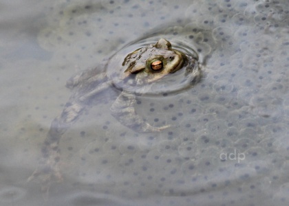 Common Toad (Bufo bufo) embracing frogspawn Alan Prowse