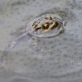 Common Toad (Bufo bufo) embracing frogspawn Alan Prowse