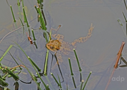 Common Toad (Bufo bufo)  with toadspawn Alan Prowse
