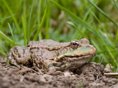 Marsh Frog (Rana ribunda) Graham Carey