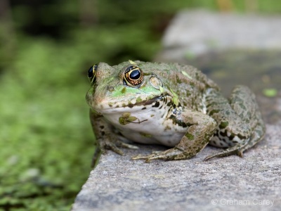 Marsh Frog (Rana ridibunda) Graham Carey