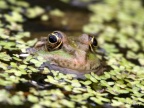 Marsh Frog (Rana ridibunda) Graham Carey