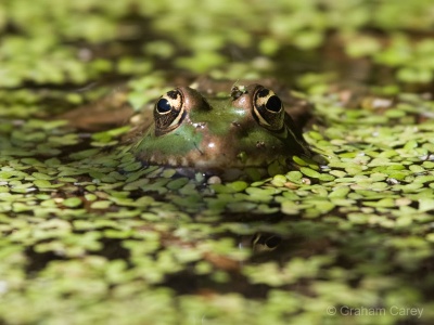 Marsh Frog (Rana ridibunda) Graham Carey