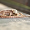 Common Lizard (Lacerta vivipara) Mark Elvin