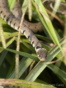 Grass Snake (Natrix natrix) Graham Carey