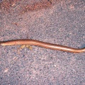 slow worm (Anguis fragilis) Kenneth Noble