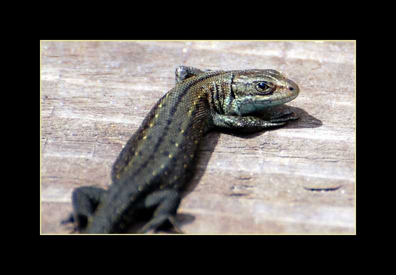 Common-Lizard_-Thursley_-Ma.jpg