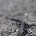 Common Lizard (Zootoca vivipara) Jack Perks