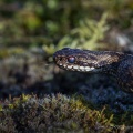 Adder (Vipera berus) Graham Carey