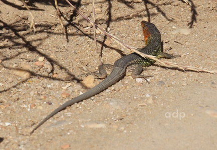 Algarve Lizard, Alan Prowse