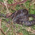 Adder (Vipera berus) Graham Carey
