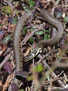 Grass Snake (Natrix natrix) Graham Carey