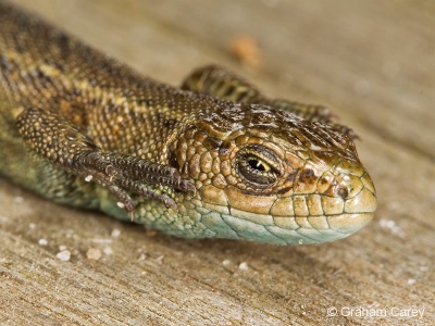 Common Lizard (Lacerta vivipara) Graham Carey