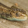 Common Lizard (Lacerta vivipara) Graham Carey