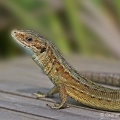 Common Lizard (Lacerta vivipara) Graham Carey