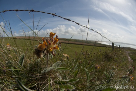 Common carder bee (Bombus pascuorum) & Kidney vetch (Anthyllis) by Jack Perks