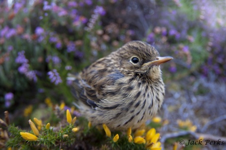 Meadow pipit (Anthus pratensis) by Jack Perks