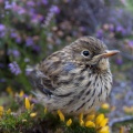 Meadow pipit (Anthus pratensis) by Jack Perks