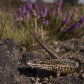 Common lizard (Zootoca vivipara) by Jack Perks