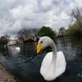 Whooper Swan (Cygnus cygnus) by Jack Perks