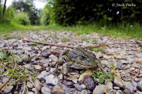 Marsh Frog (Pelophylax ridibundus) Jack Perks