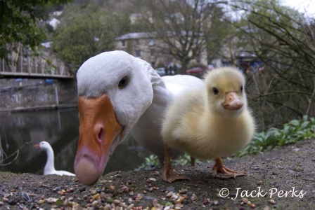 Greylag goose (Anser anser) Jack Perks