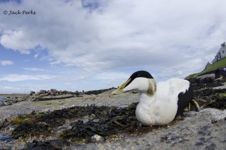 Common Eider (Somateria mollissima) by Jack Perks