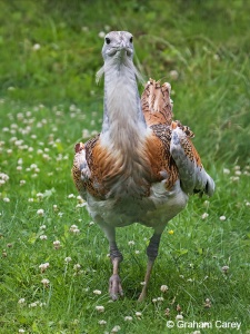 Great Bustard (Otis tarda) Graham Carey