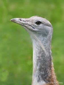 Great Bustard (Otis tarda) Graham Carey