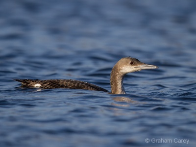 Black-throated Diver (Gavia artica) Graham Carey