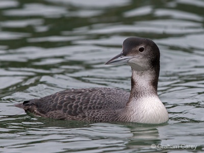 Great Northern Diver (Gavia immer) Graham Carey